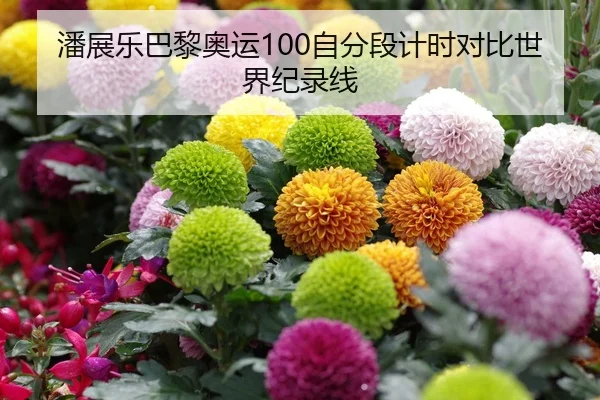 潘展乐巴黎奥运100自分段计时对比世界纪录线